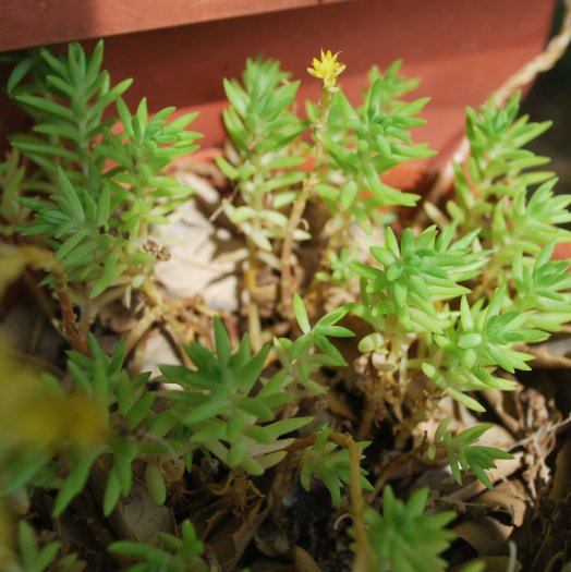 Sedum forsterianum
